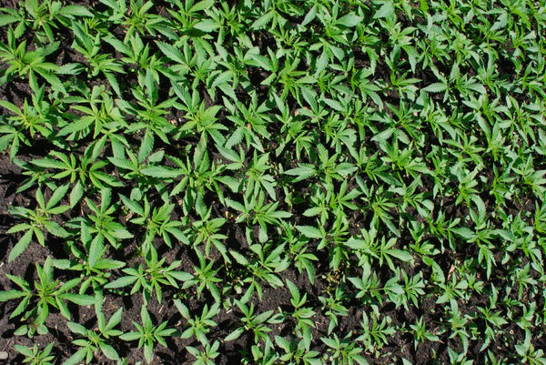 Reignite Your Energy with Hemp