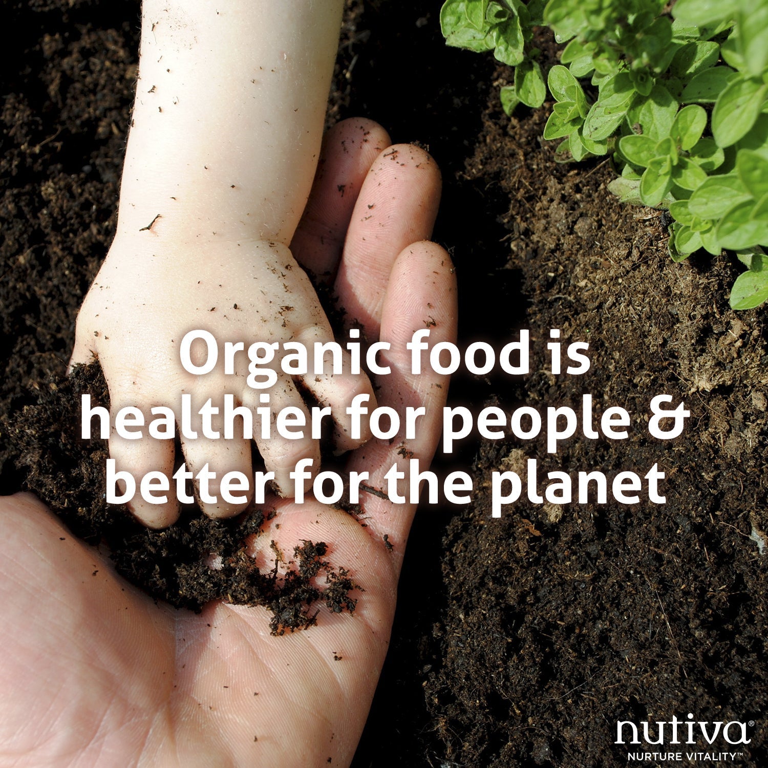 Conscious Kitchen: A Revolutionary School Food Program