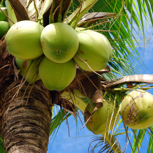 Coconut Aminos vs Soy Sauce - Which is Better for You?